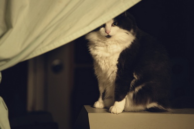 A fluffy grey and white cat sits on top of an old Printronix
printer that's sitting at the threshold of someone's living
room and dining room.