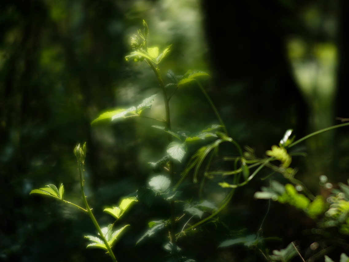 greenery, soft focus